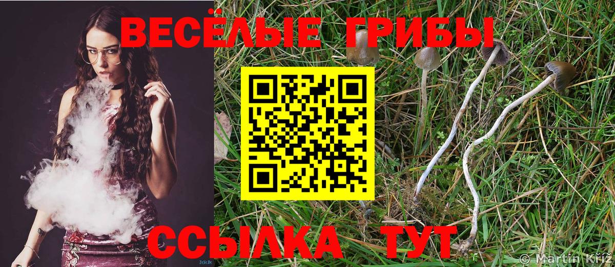 Галлюциногенные грибы GOLDEN TEACHER  купить наркоту  Вход с VPN  Шелехов  Галлюциногенные грибы Cubensis 